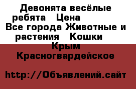 Девонята весёлые ребята › Цена ­ 25 000 - Все города Животные и растения » Кошки   . Крым,Красногвардейское